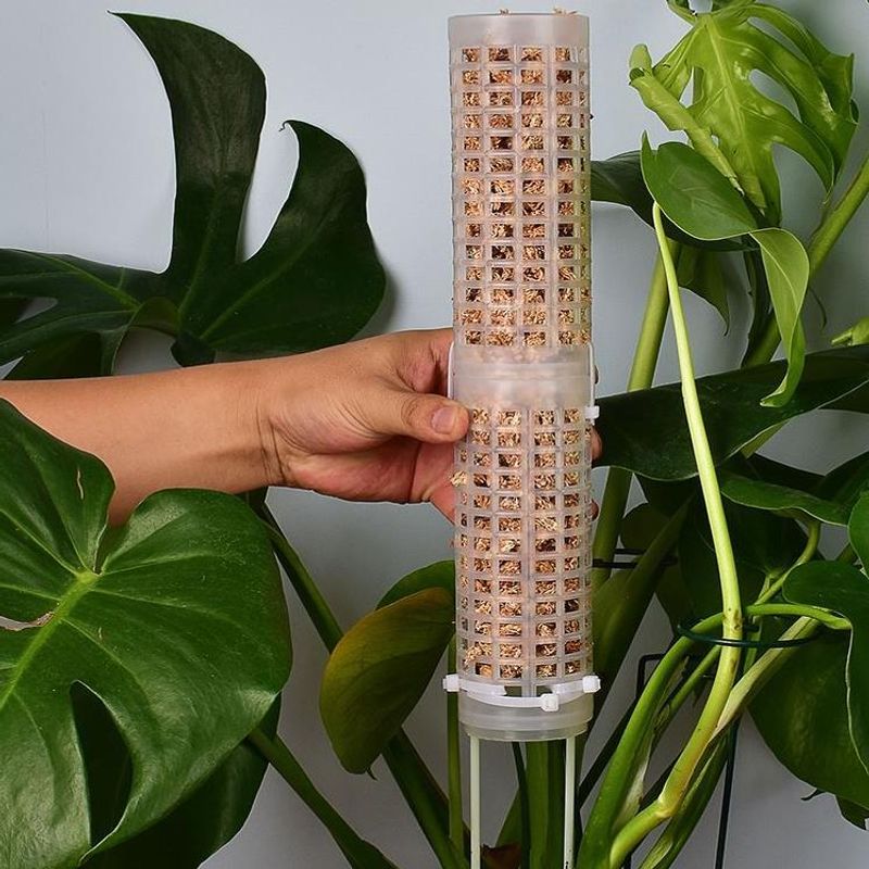 Sphagnum Moss Dry - Orkide ve Monstera Tırmanma İçin Sphagnum